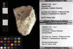 Foto (Objket + Etiketten) von Goniodromites sp. 